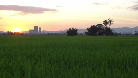 Green-paddy-field-with-background-trees-in-evening